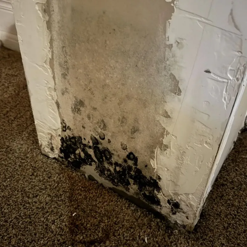 Professional Mold Removal in Newport News, VA